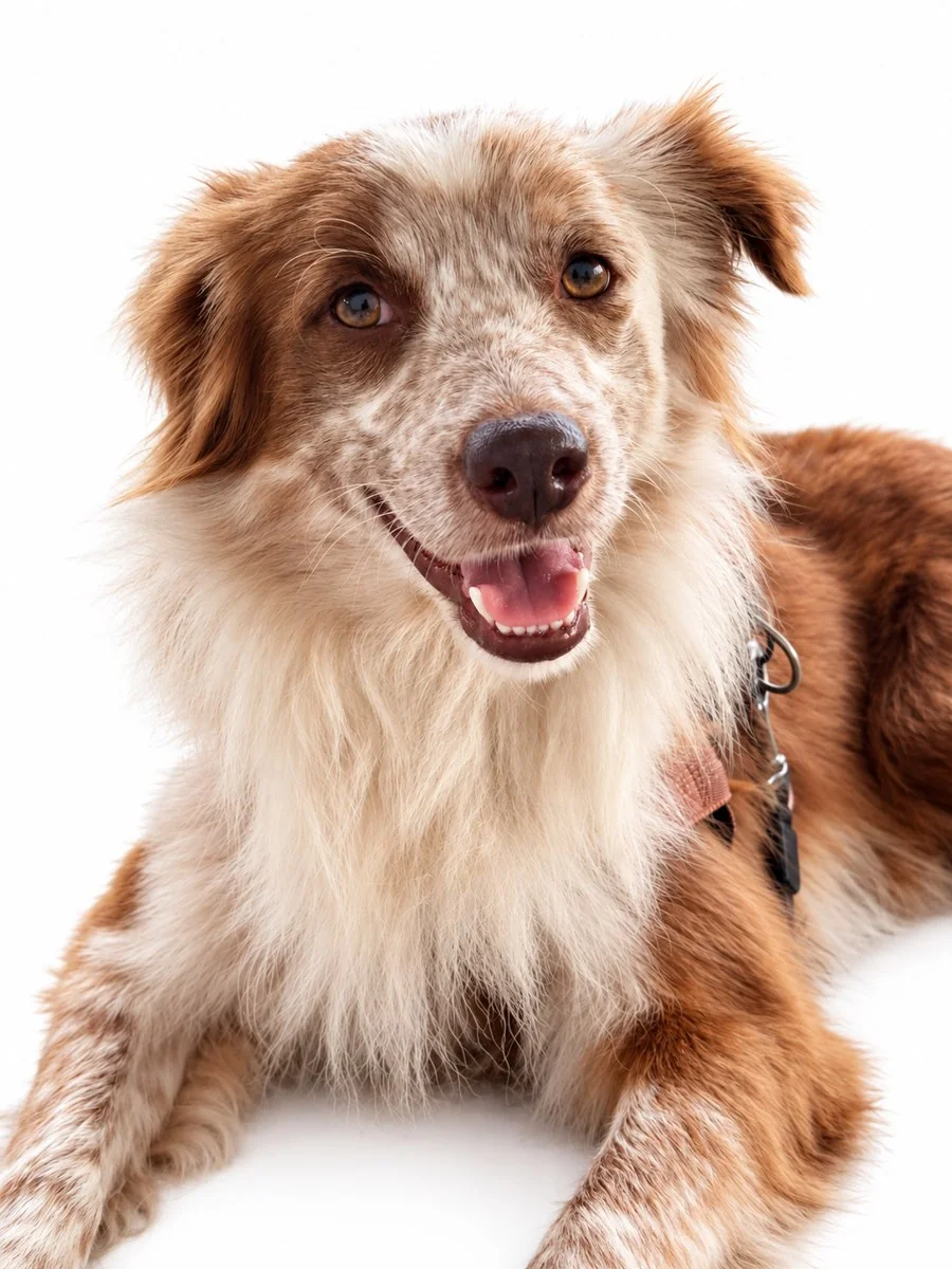Cookie, our smiling Border Collie